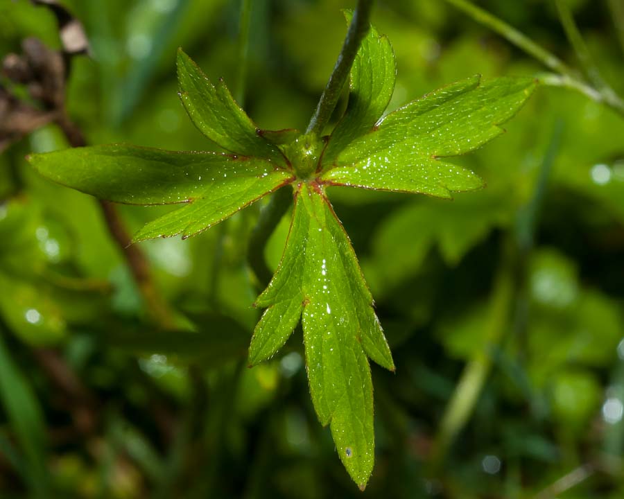 Ranunculus autunnale